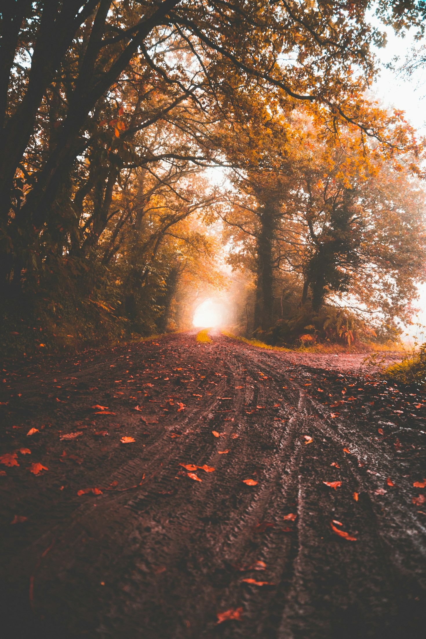 How Nature Teaches Us to Belong
