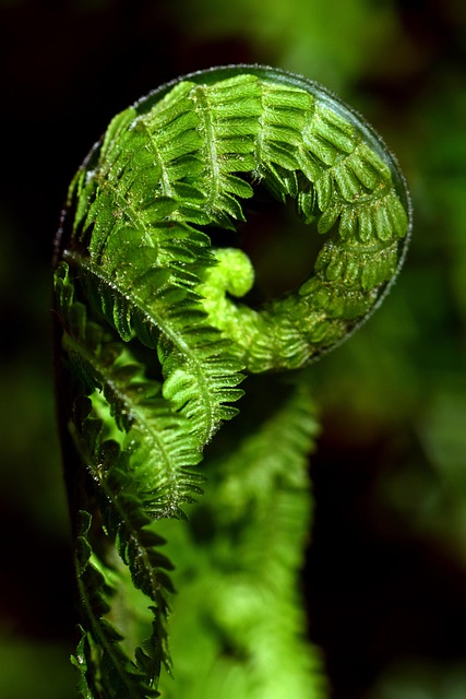 fernfrondintro