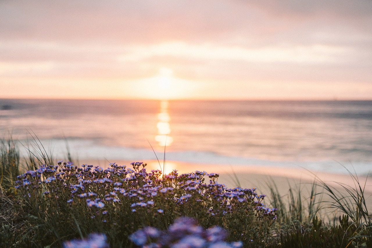 Salt, Seaweed & Self Surrender at the Shoreline