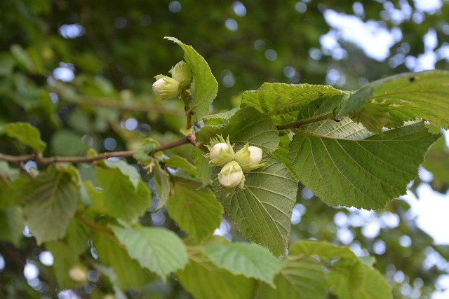 Hazel’s Hidden Heart: Wisdom, Wonder & Wildness