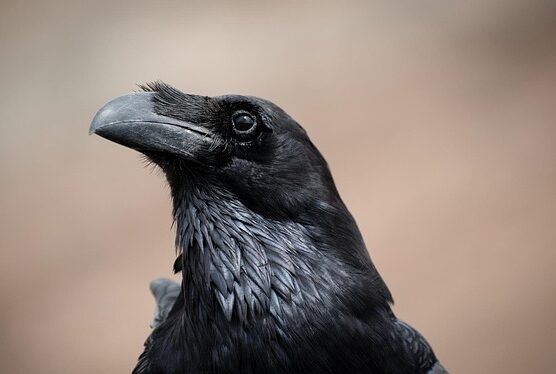 The Flight of the Raven: From Myth & Magic to Modern Plight