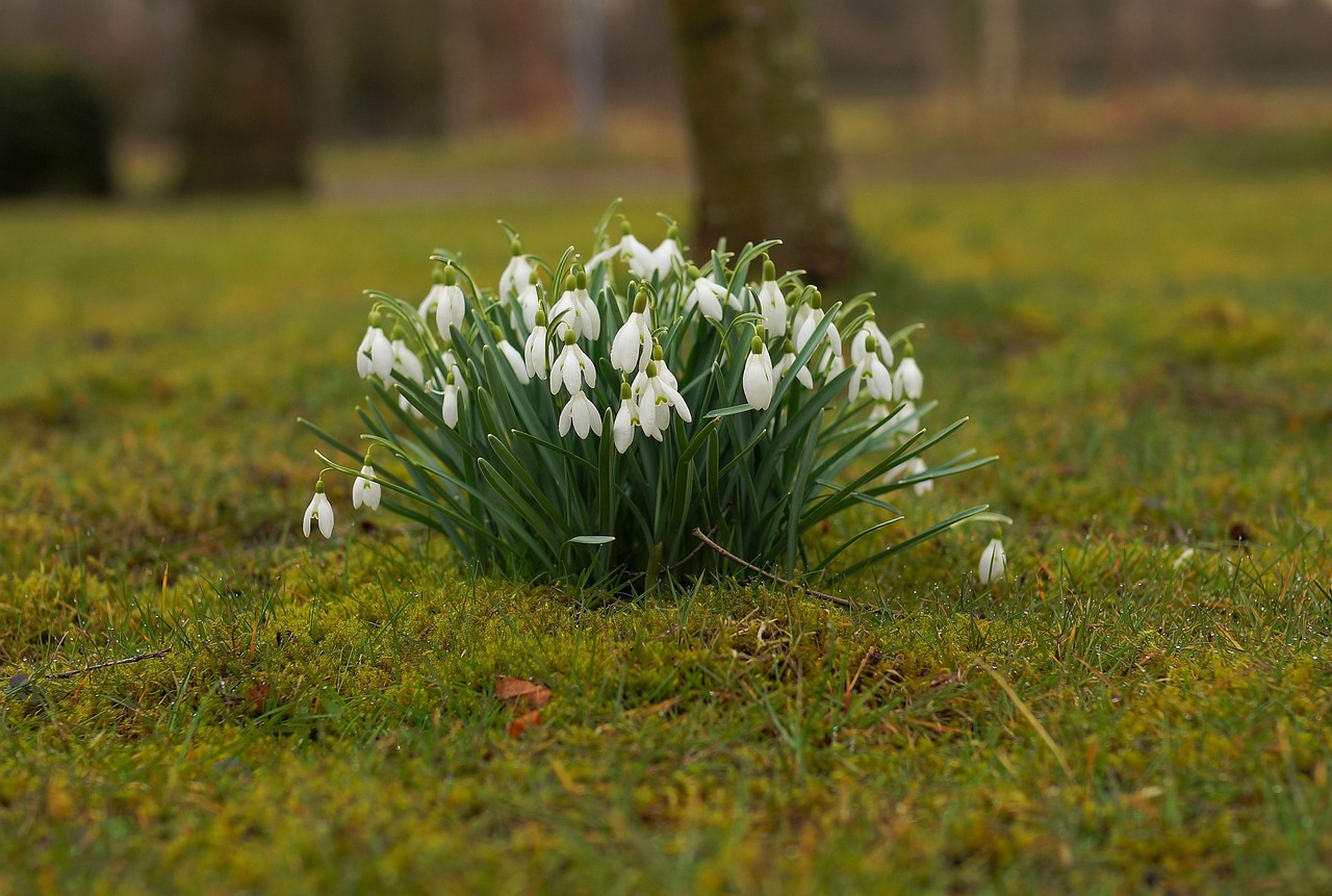 Imbolc’s Emergence: Hope in the First Green Hints of Spring